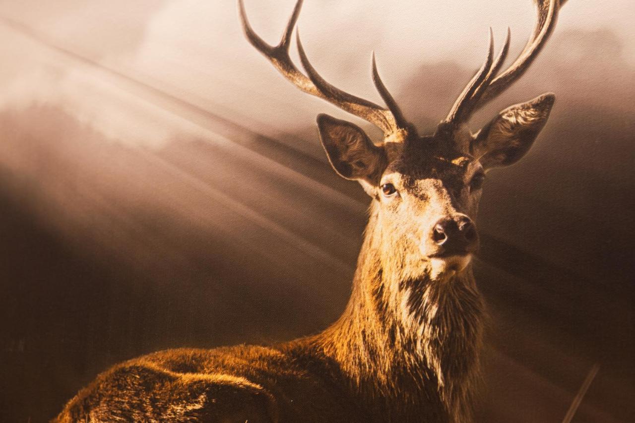 Junior Suite,946180174:JPEG