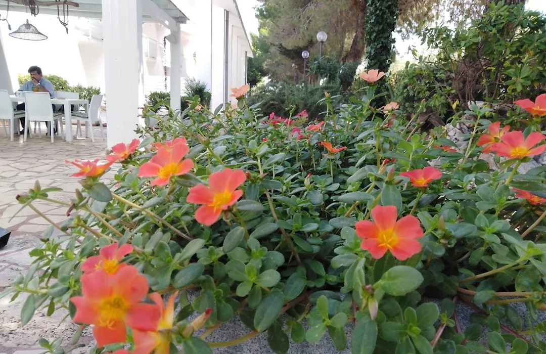 Raggio Di Sole-1