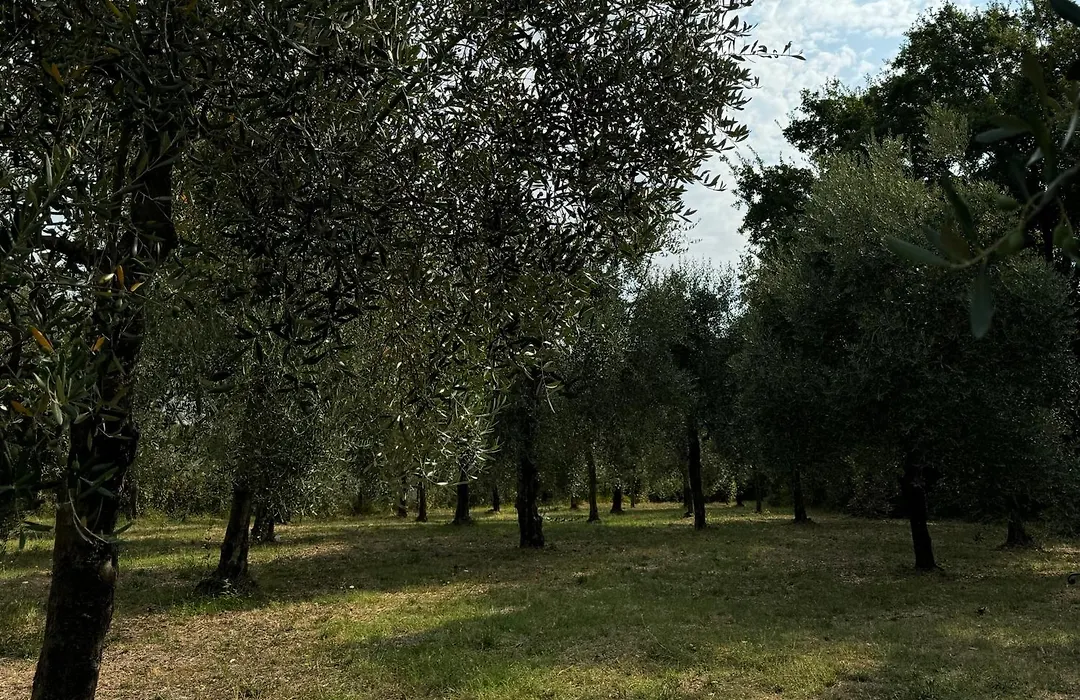 B&B Podere Cottimellino - Montalcino - Val D'Orcia-1