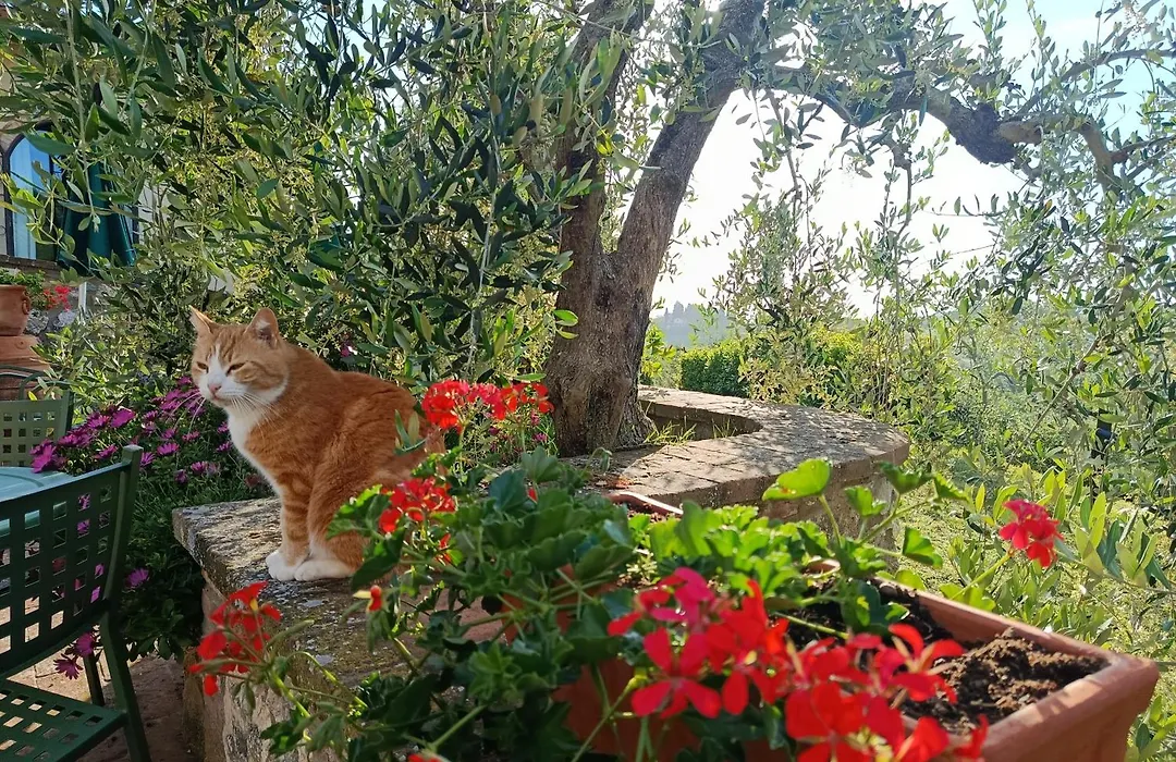 Rocca Degli Olivi-1