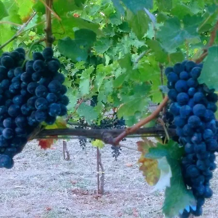 Contrada Vigna-2