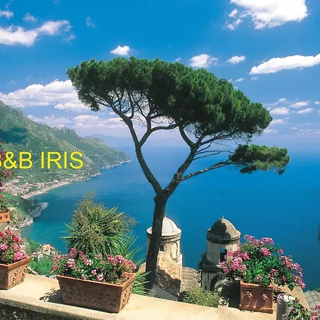 B&B Iris-2