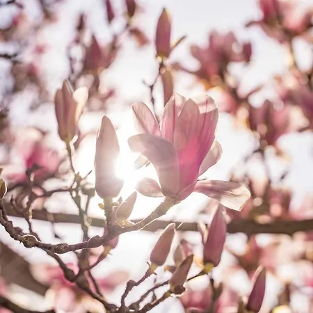 La Magnolia-3