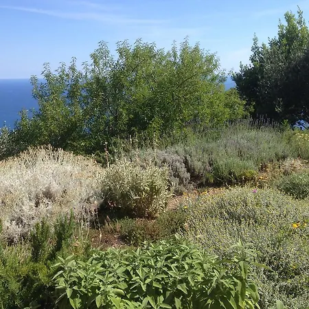 Il Nettare-3