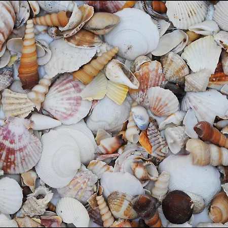 Hotel Acquamarina-2