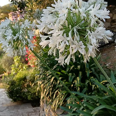 Villa Albachiara-3
