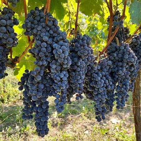Agriturismo Tenuta Il Molino-3