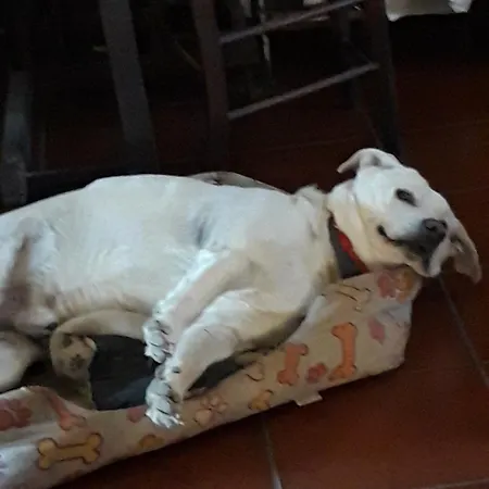Da Franca-3