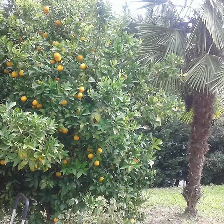 Le Palme-3