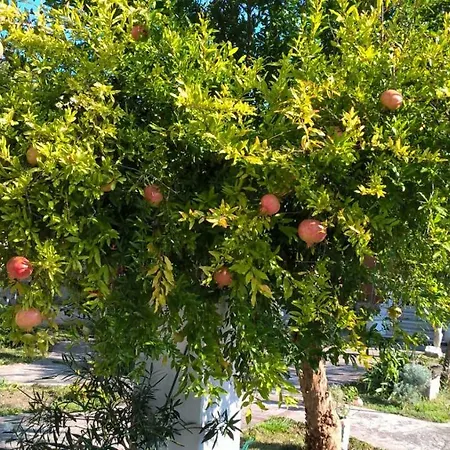 Agriturismo Allo Scoglio - Azienda Agricola-2