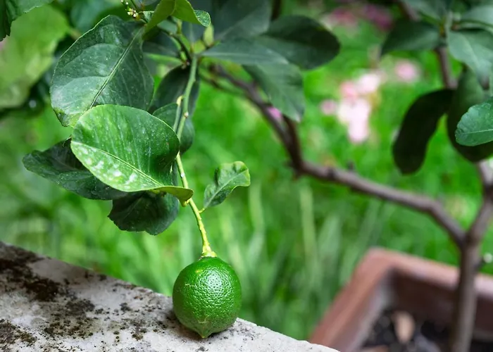 Garden Suite In Private Villa On Via Liberta Palermo