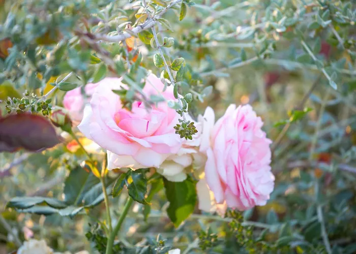Bed and Breakfast Borgo dei Lecci Puglia Selva Di Fasano