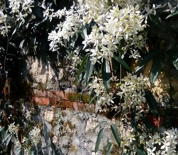 Villa Osmanthus Vicenza